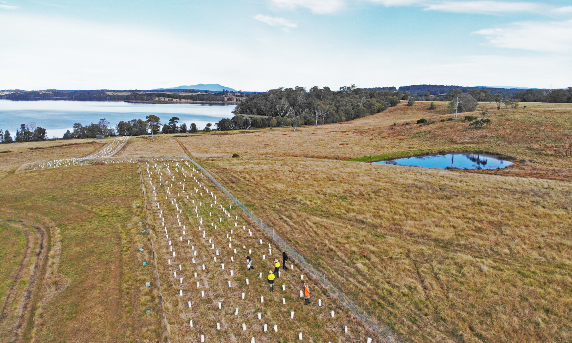 An aerial photo of the EcoCrews team performing regeneration work with Local Land Services in Coila NSW