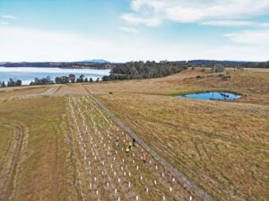 An aerial photo of the EcoCrews team performing regeneration work with Local Land Services in Coila NSW