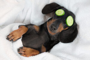Small black and tan dogged, tucked into a bed with slices of cucumbers over its eyes.